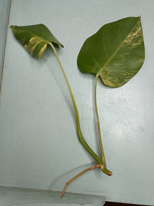 Monstera Aurea Auction #1