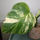 AU3 Monstera Aurea Michelle Crawford