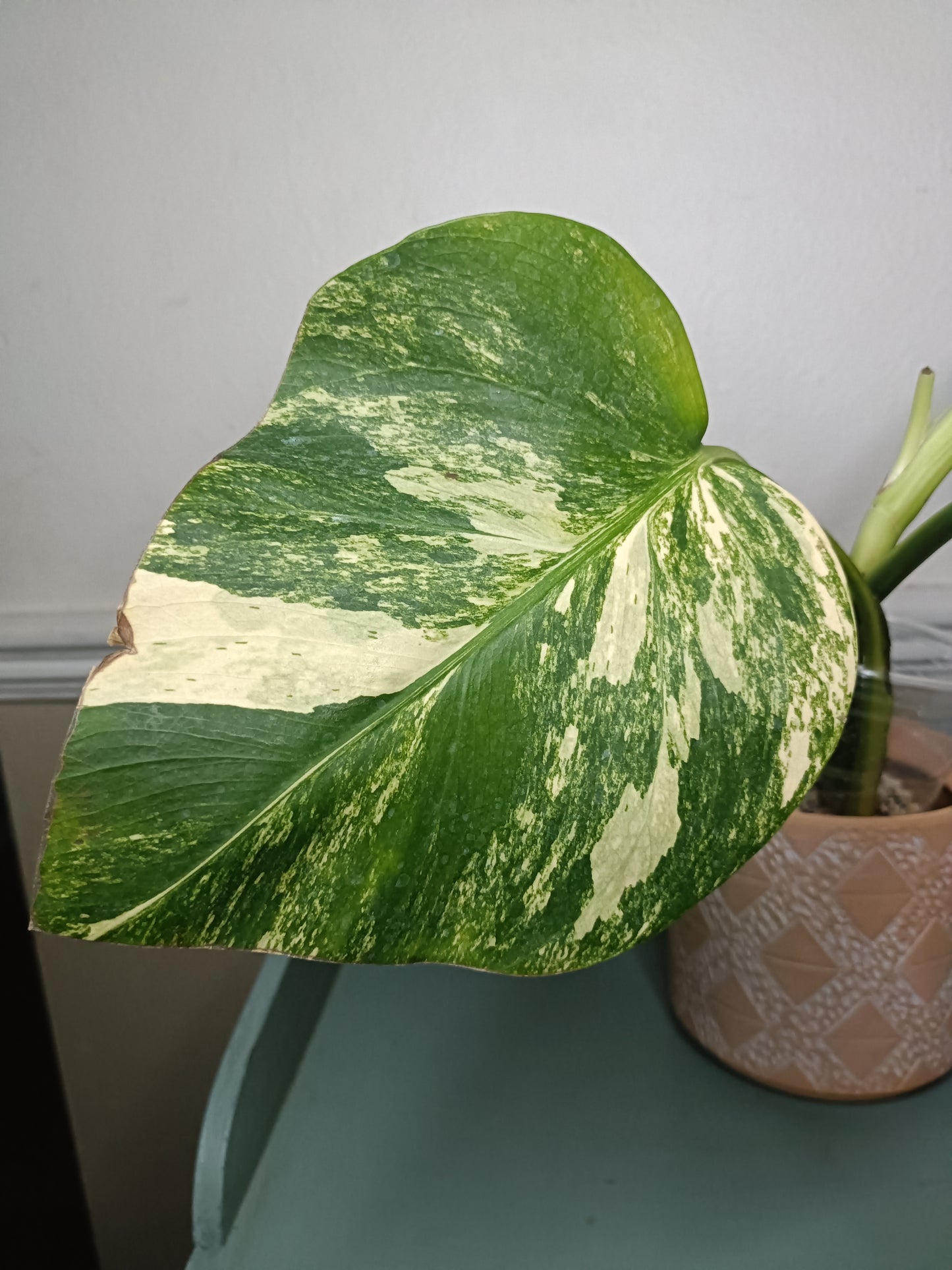 AU3 Monstera Aurea Michelle Crawford