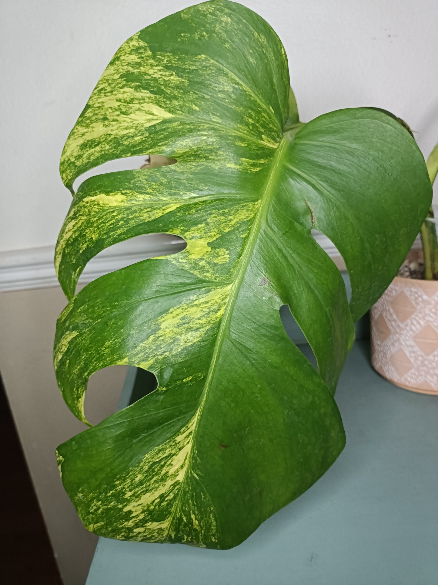 AU3 Monstera Aurea Michelle Crawford