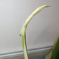 Monstera Albo A3 Reserve Deanna McKenzie