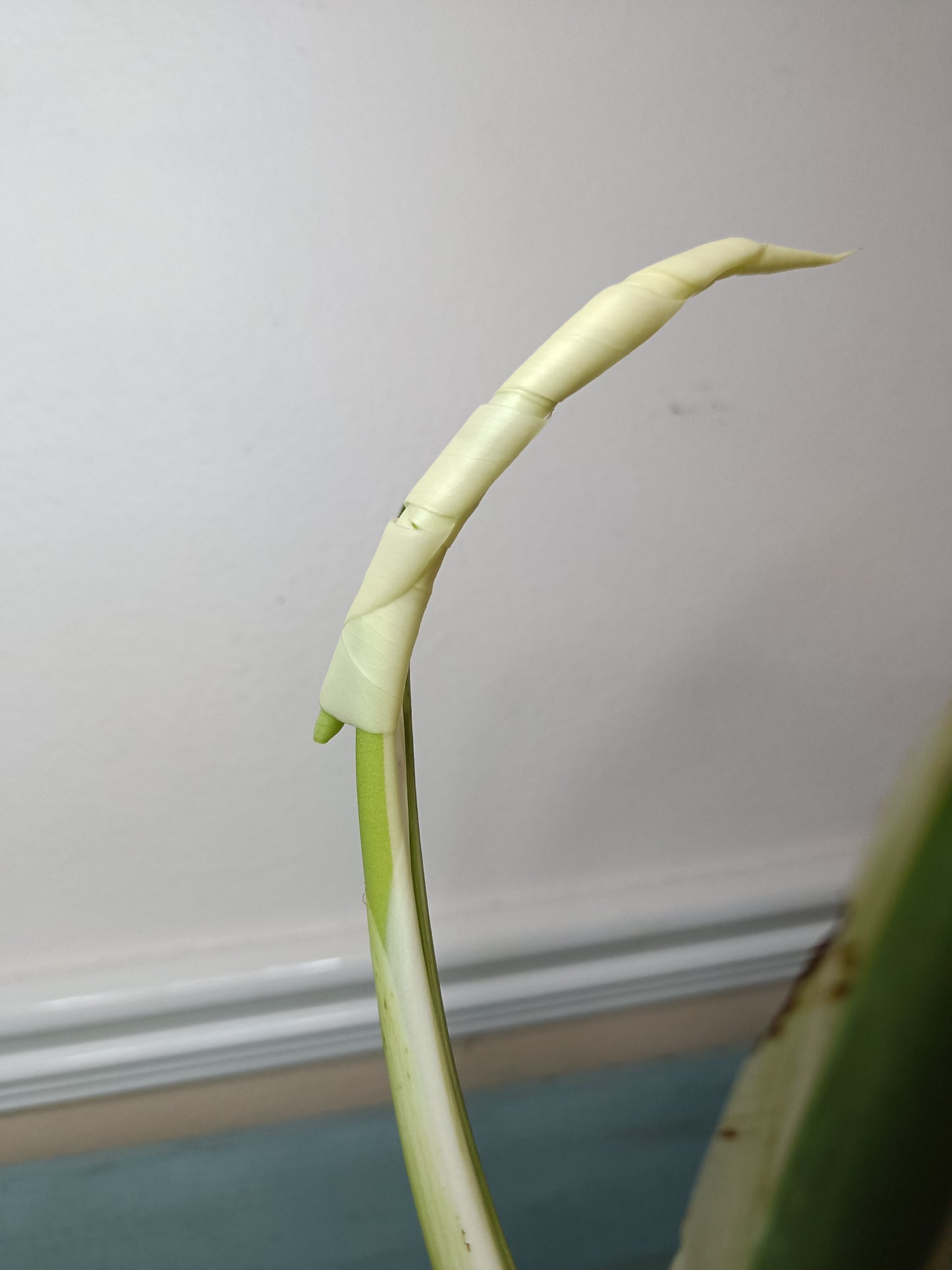 Monstera Albo A3 Reserve Deanna McKenzie