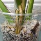 Monstera Albo A3 Reserve Deanna McKenzie