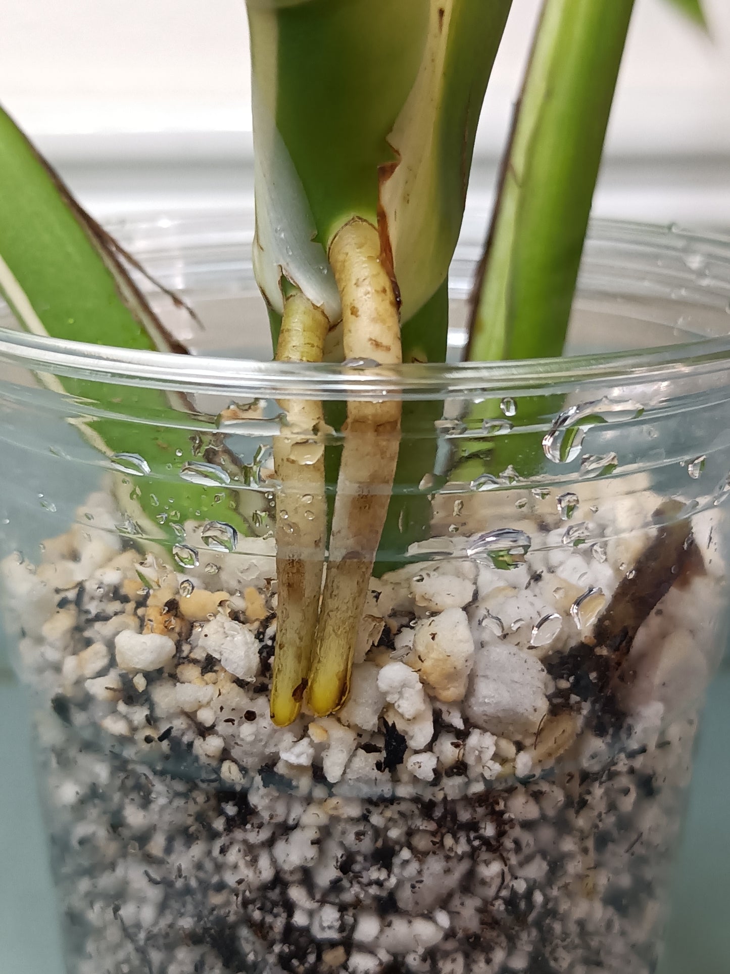 Monstera Albo A3 Reserve Deanna McKenzie