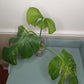 Monstera Aurea Top Cut