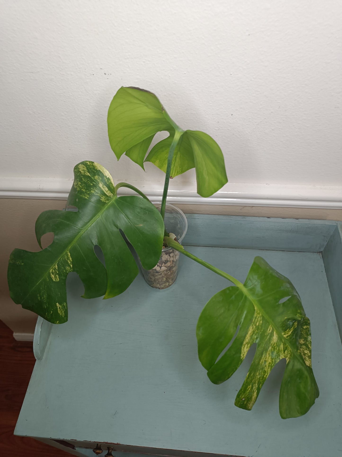 Monstera Aurea Top Cut