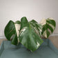 Monstera Albo A33