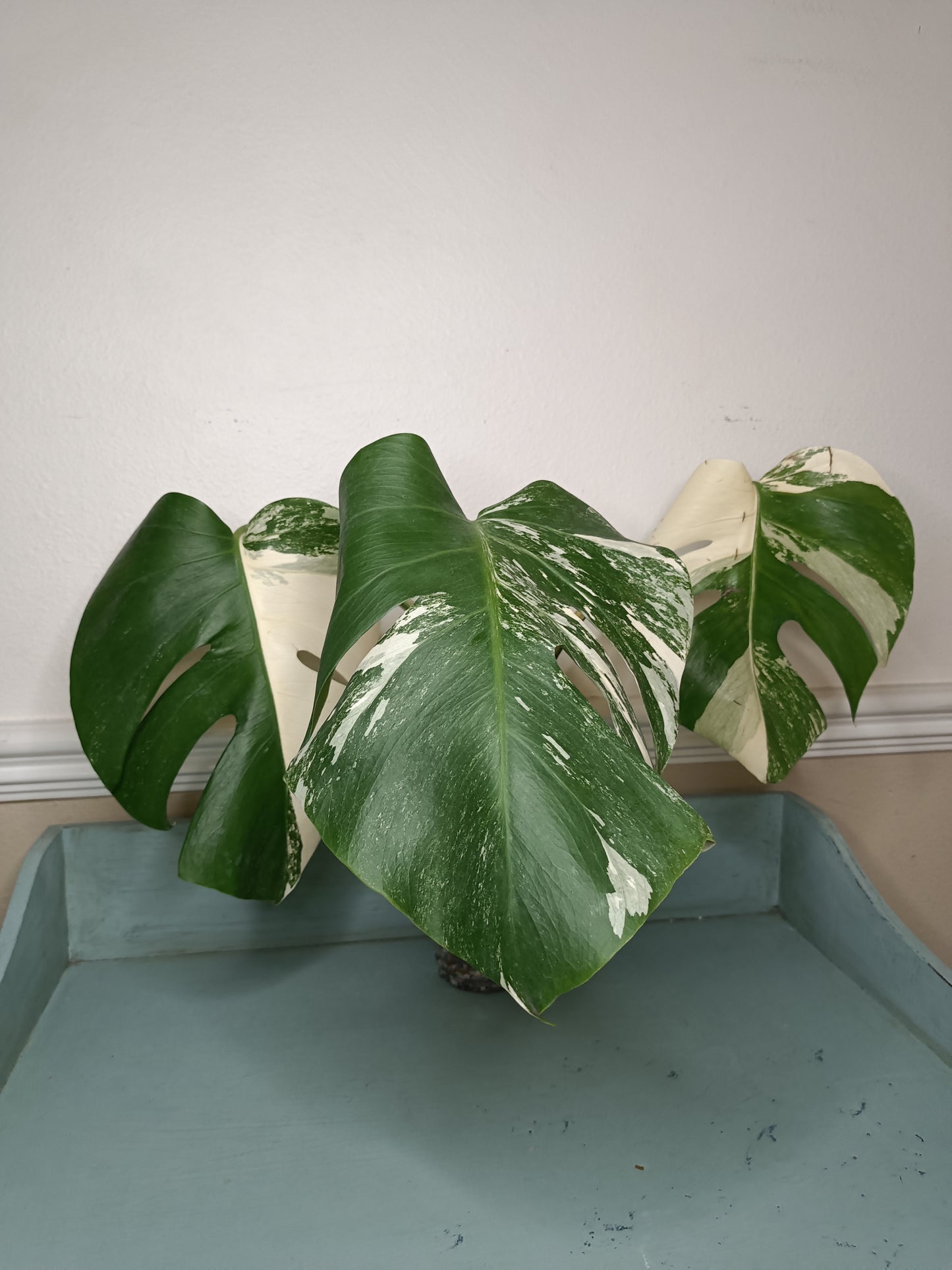 Monstera Albo A33