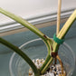 Monstera Albo A33