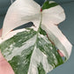 Monstera Albo Unrooted Cutting - MID CUT #8