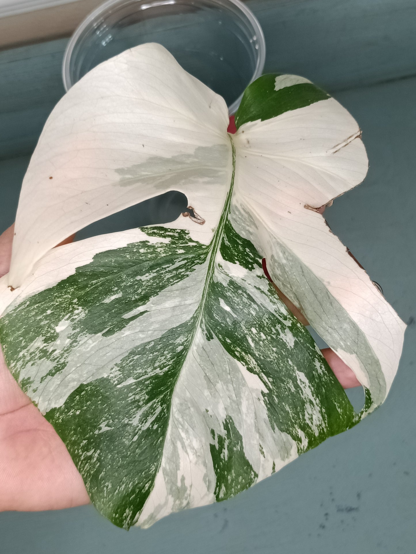 Monstera Albo Unrooted Cutting - MID CUT #8