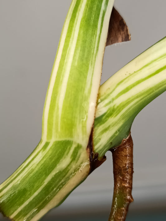 Monstera Albo Unrooted Cutting - MID CUT #8