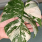 Monstera Albo Unrooted Cutting -MID CUT #2