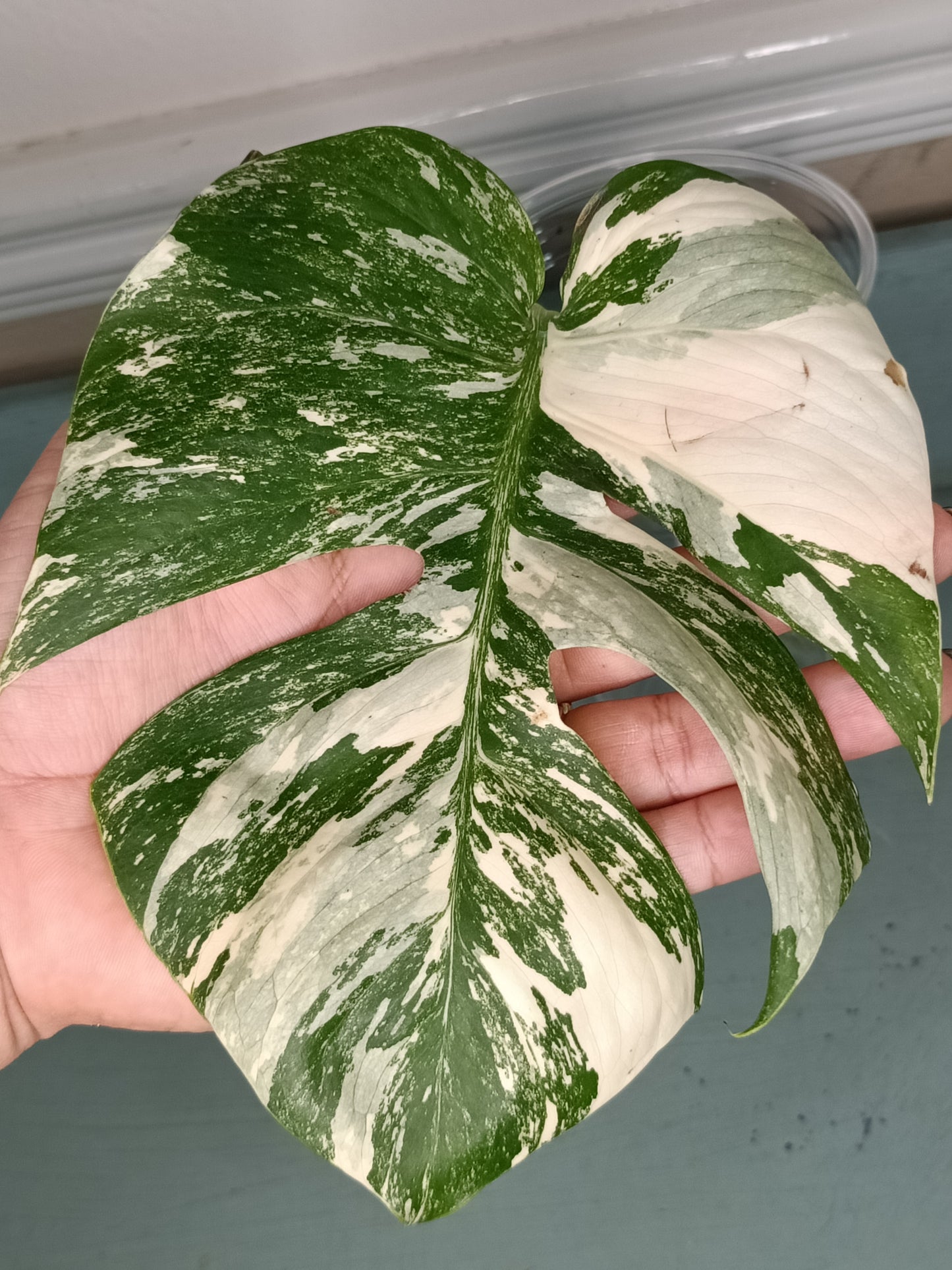 Monstera Albo Unrooted Cutting -MID CUT #2