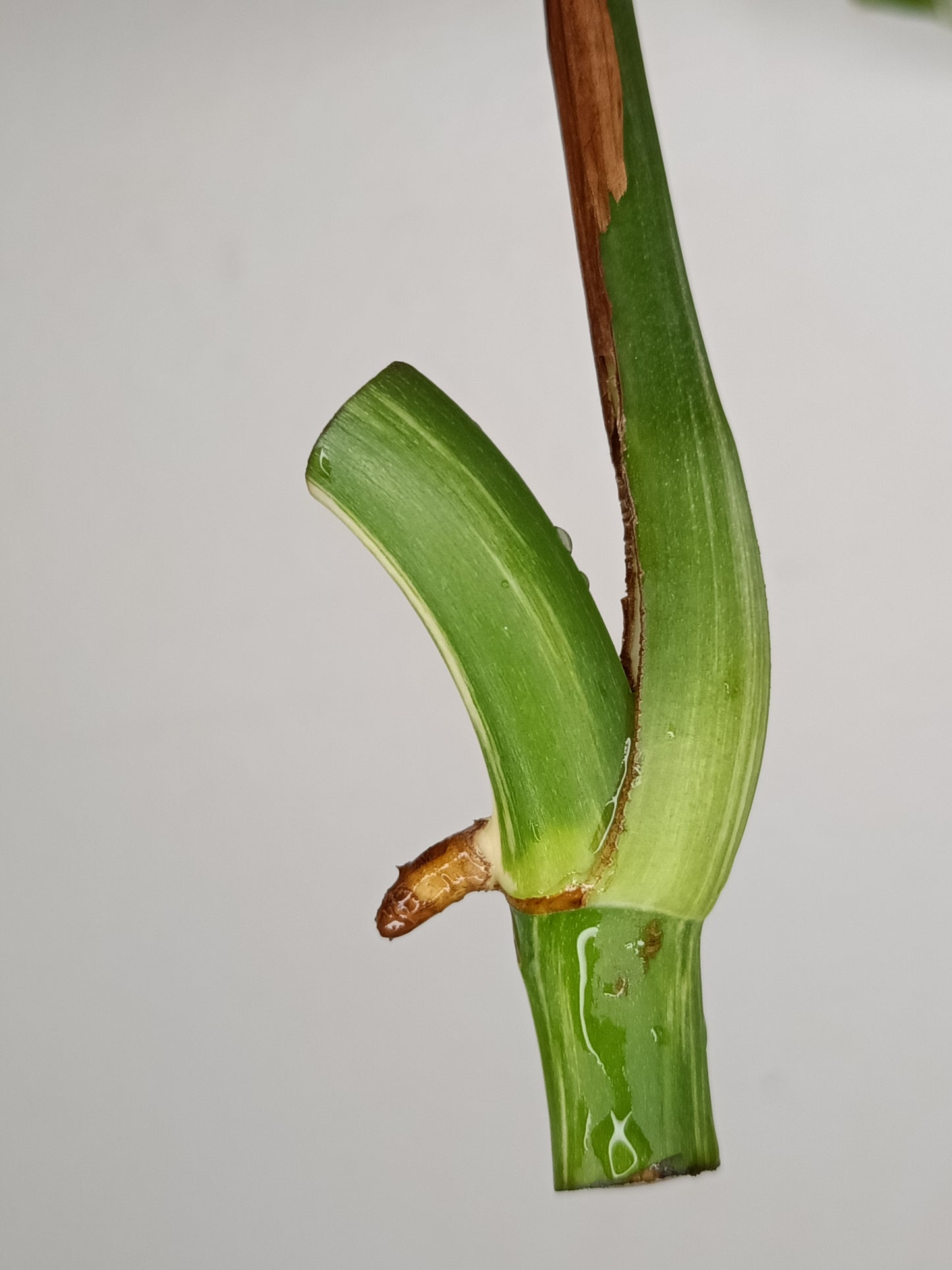 Monstera Albo Unrooted Cutting -MID CUT #2