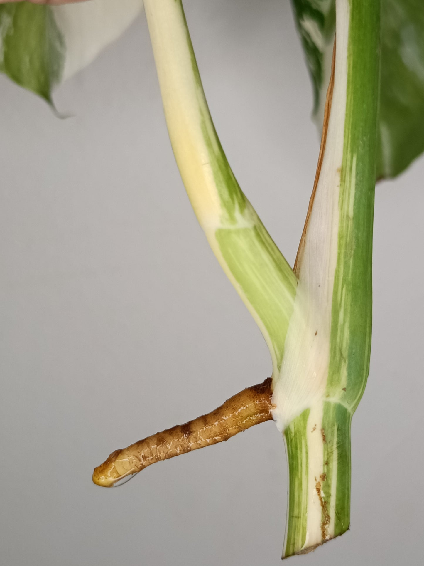 Monstera Albo Unrooted Cutting -TOP CUT #20