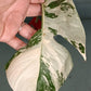 Monstera Albo Unrooted Cutting -MID CUT #11