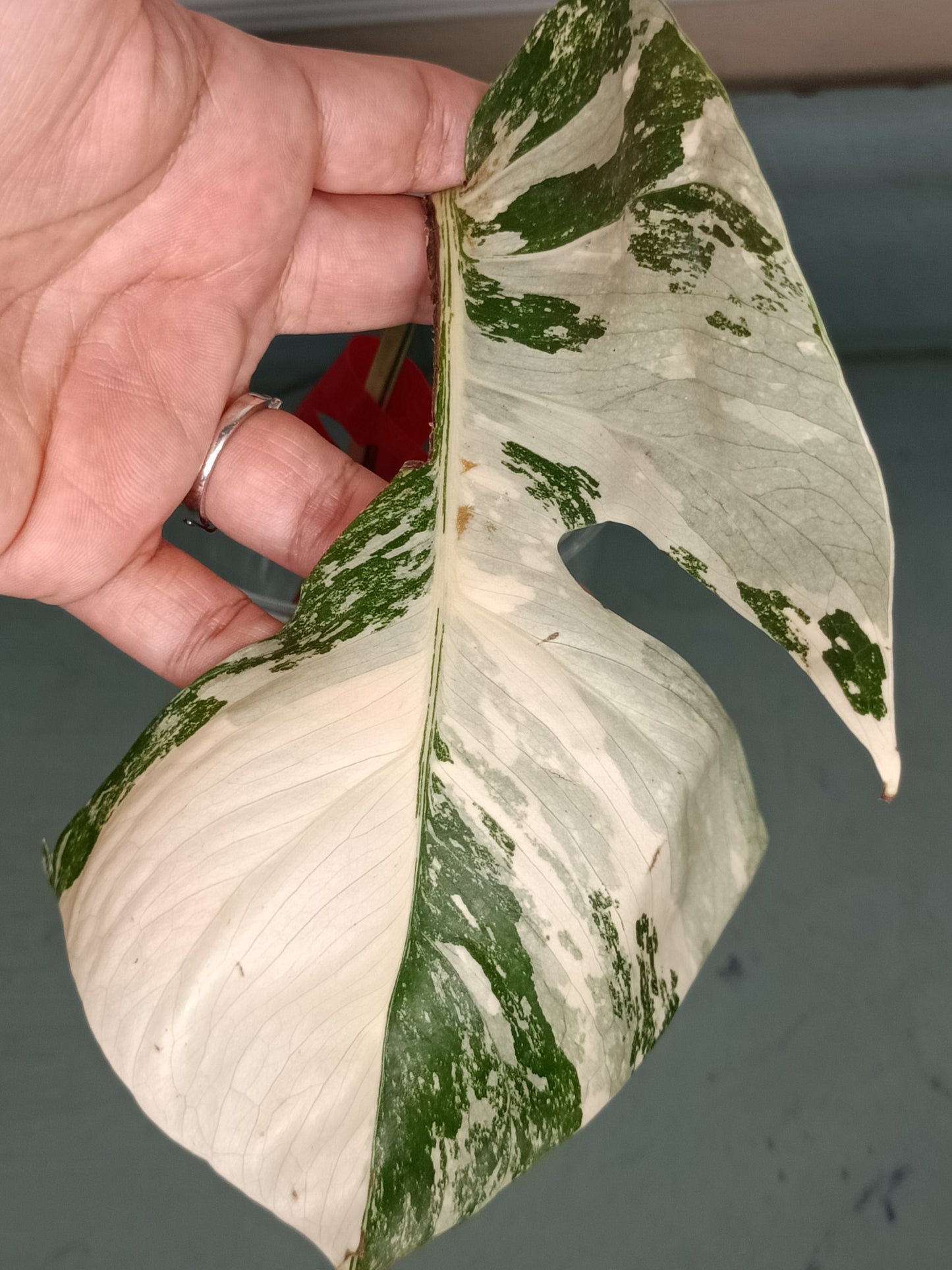 Monstera Albo Unrooted Cutting -MID CUT #11