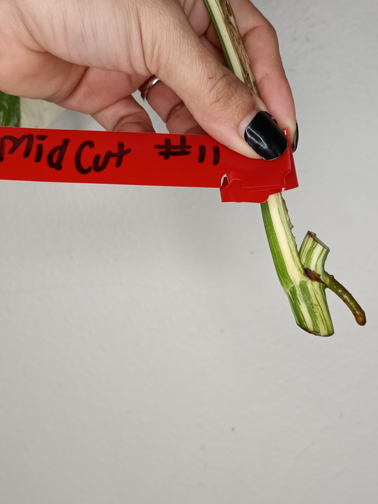 Monstera Albo Unrooted Cutting -MID CUT #11