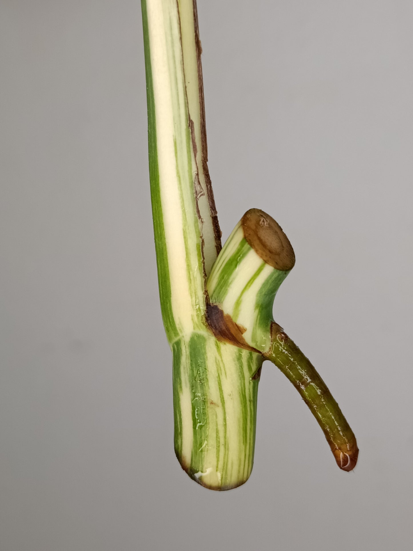 Monstera Albo Unrooted Cutting -MID CUT #11