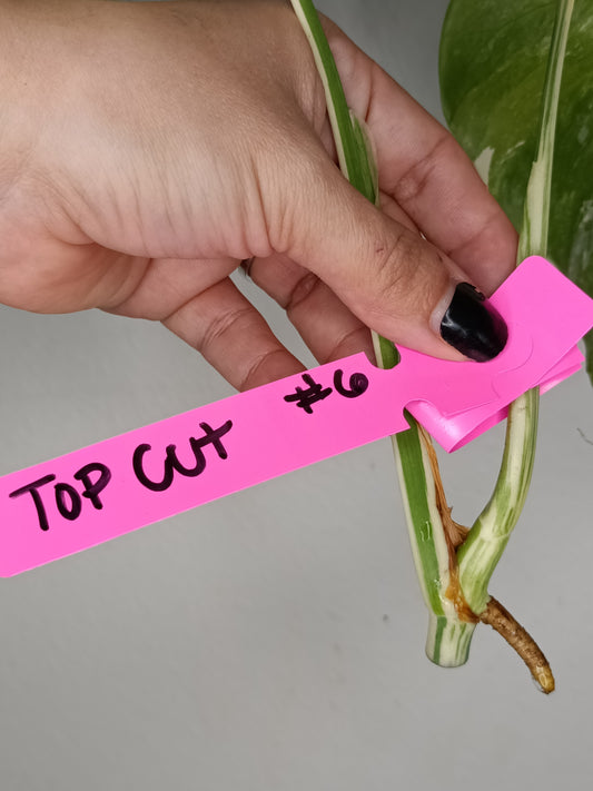 Monstera Albo Unrooted Cutting -TOP CUT #6 RESERVED FOR Amaya Inigo