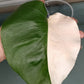 Monstera Albo Unrooted Cutting -MID CUT #26