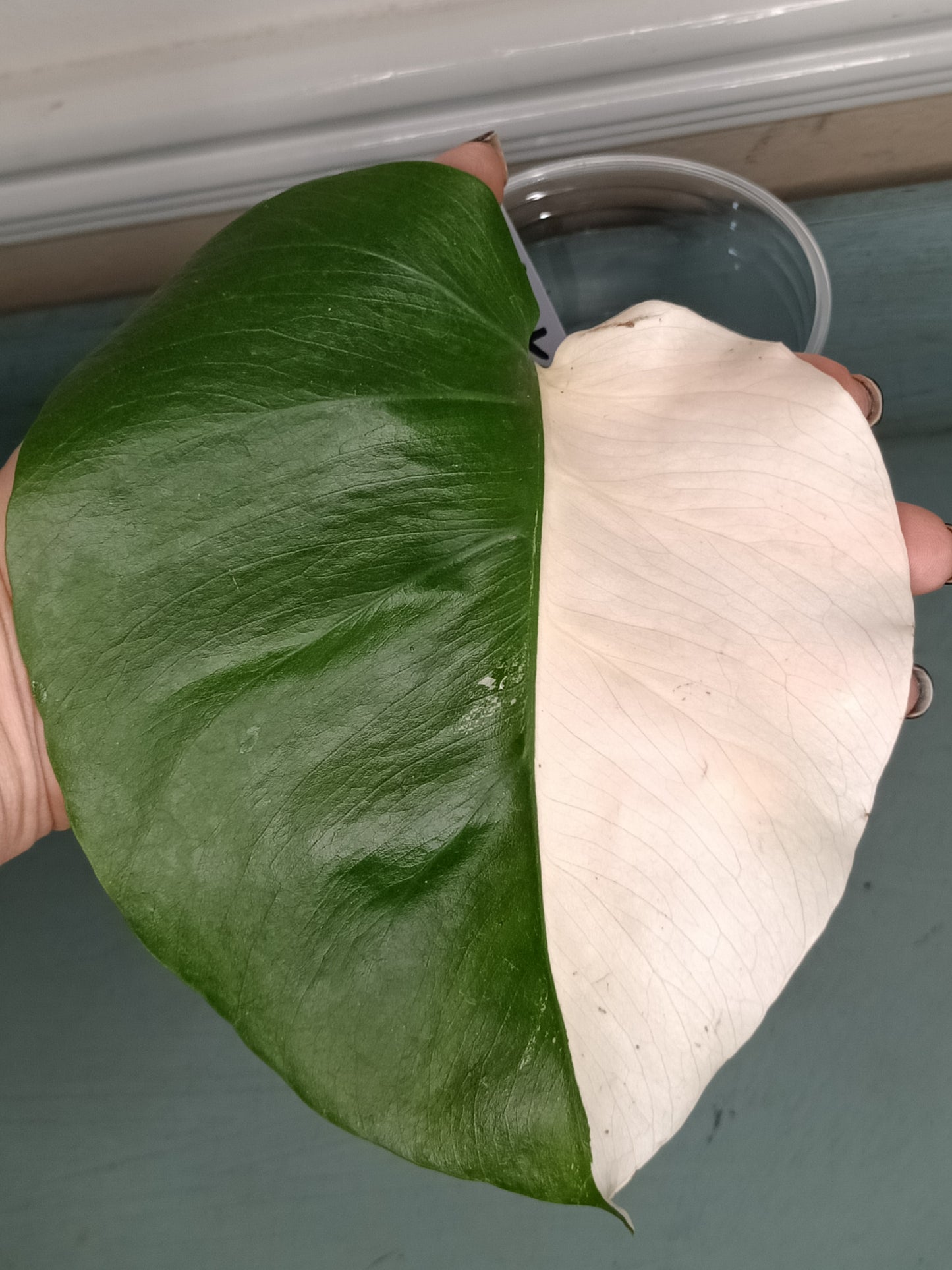 Monstera Albo Unrooted Cutting -MID CUT #26