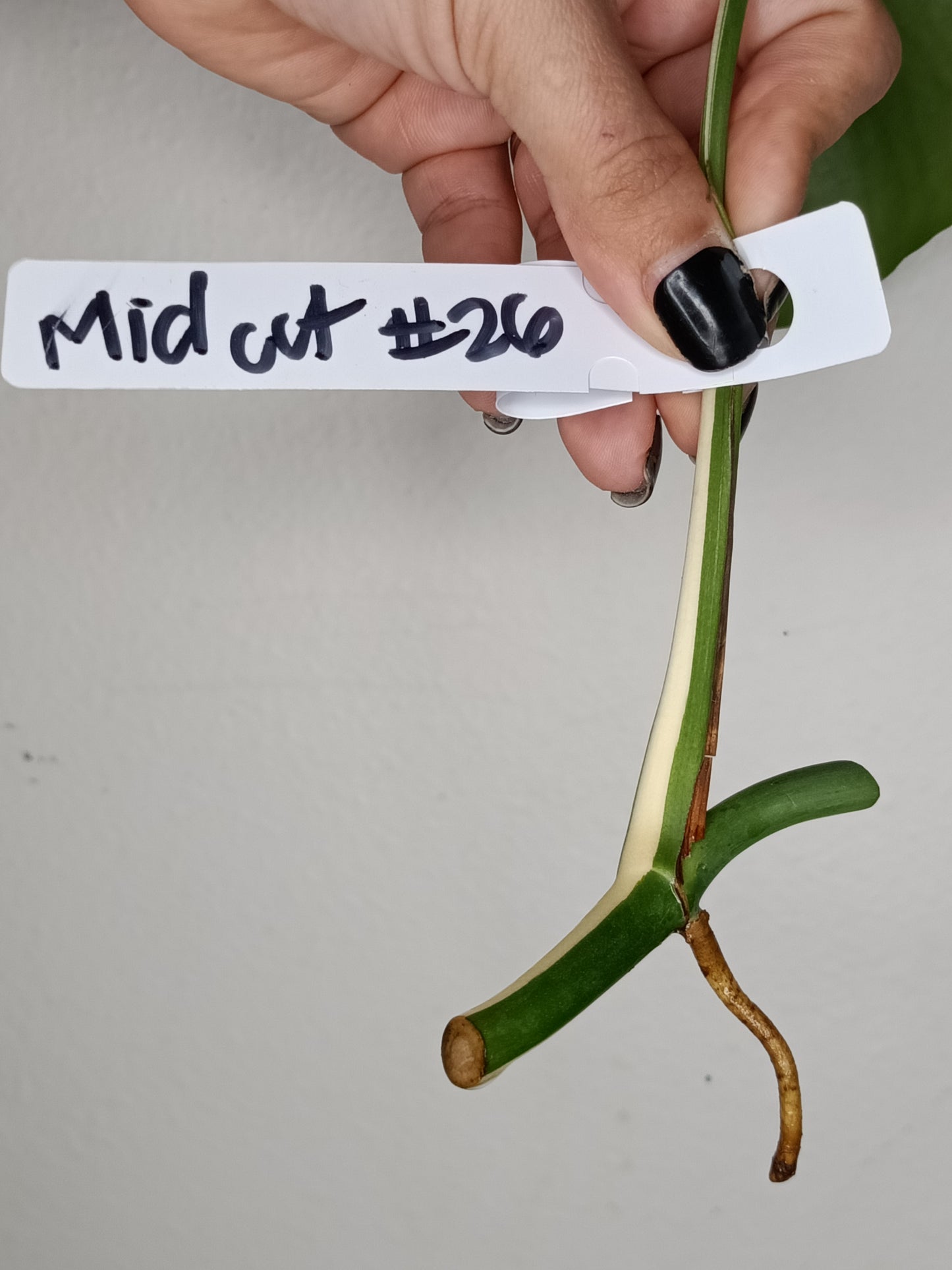 Monstera Albo Unrooted Cutting -MID CUT #26