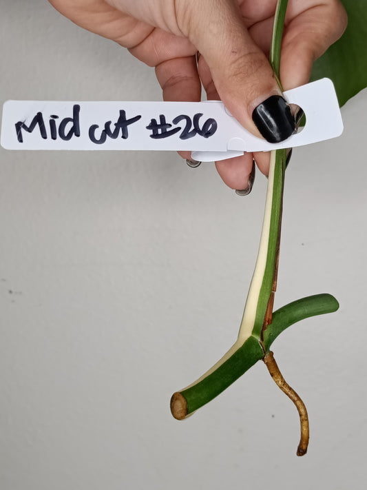 Monstera Albo Unrooted Cutting -MID CUT #26