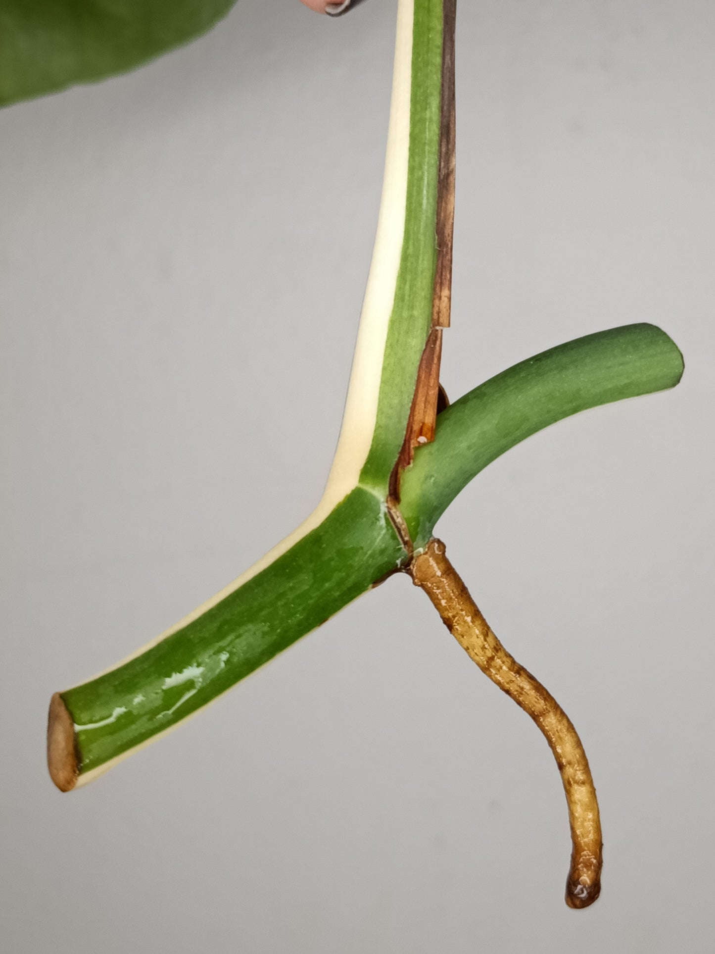 Monstera Albo Unrooted Cutting -MID CUT #26