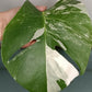 Monstera Albo Unrooted Cutting -MID CUT #17