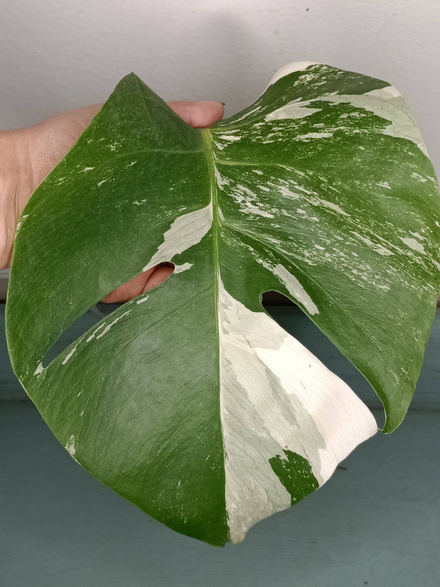 Monstera Albo Unrooted Cutting -MID CUT #17