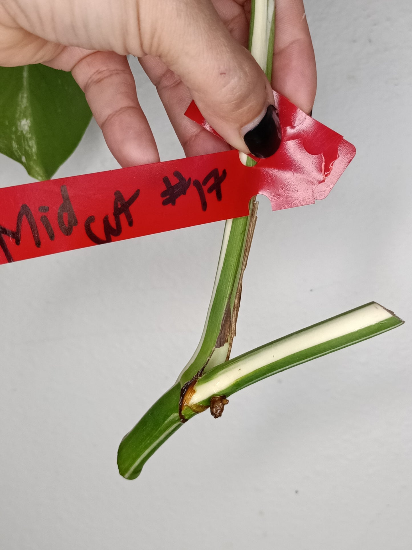 Monstera Albo Unrooted Cutting -MID CUT #17