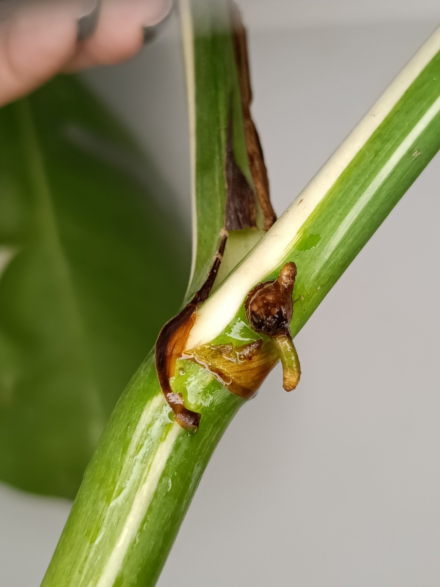 Monstera Albo Unrooted Cutting -MID CUT #17