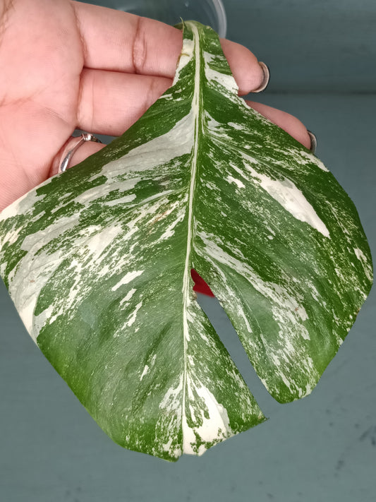 Monstera Albo Unrooted Cutting -MID CUT #21