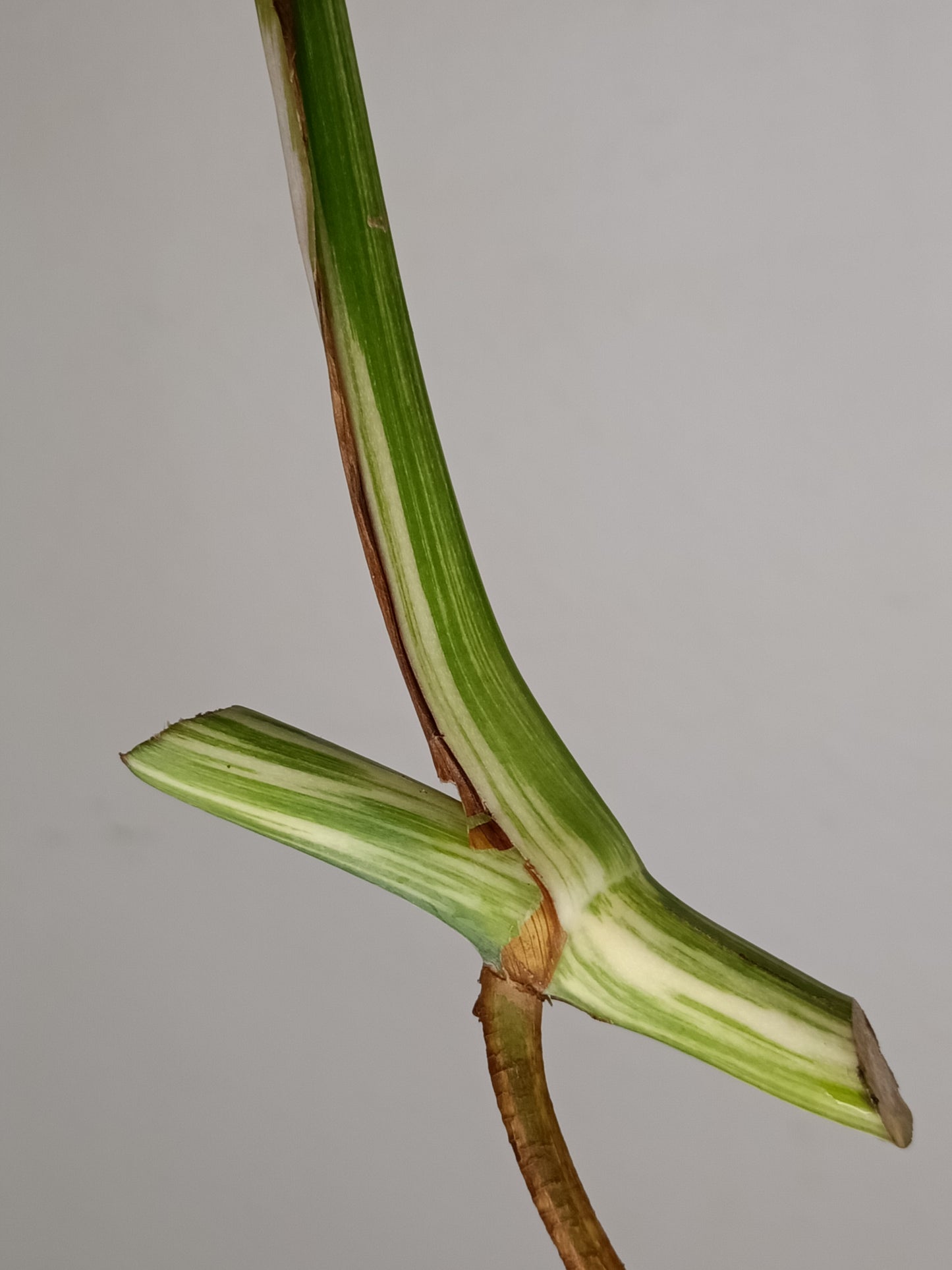 Monstera Albo Unrooted Cutting -MID CUT #21