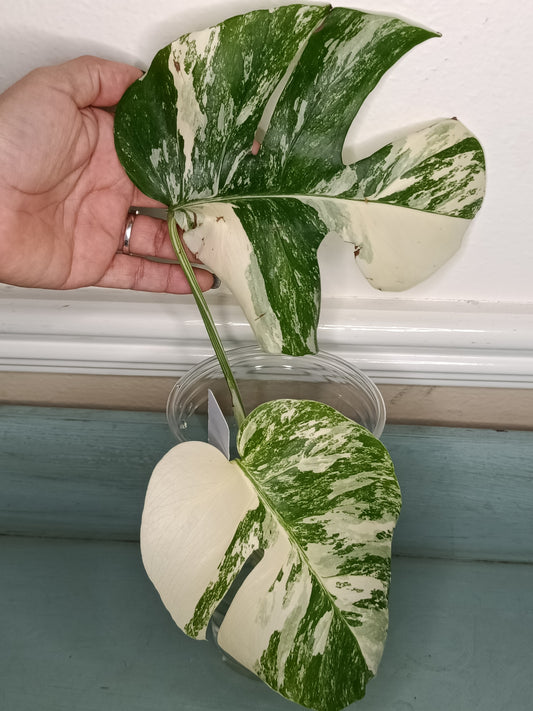 Monstera Albo Unrooted Cutting -TOP CUT #10