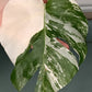 Monstera Albo Unrooted Cutting -MID CUT #7