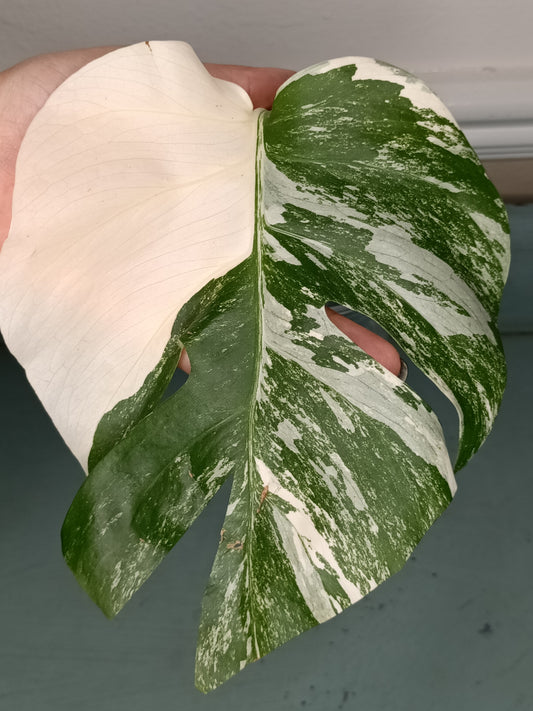 Monstera Albo Unrooted Cutting -MID CUT #7