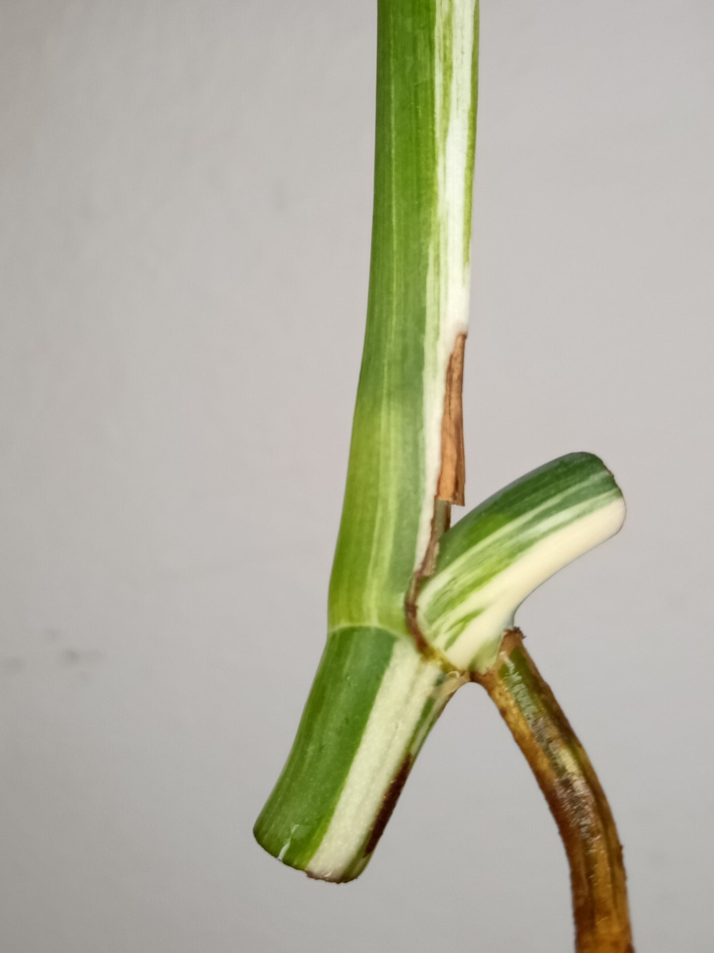 Monstera Albo Unrooted Cutting -MID CUT #7