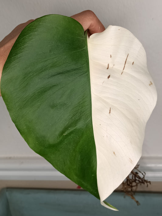 Monstera Albo Rooted Cutting -MID CUT #28