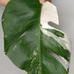 Monstera Albo Rooted Cutting -MID CUT #4