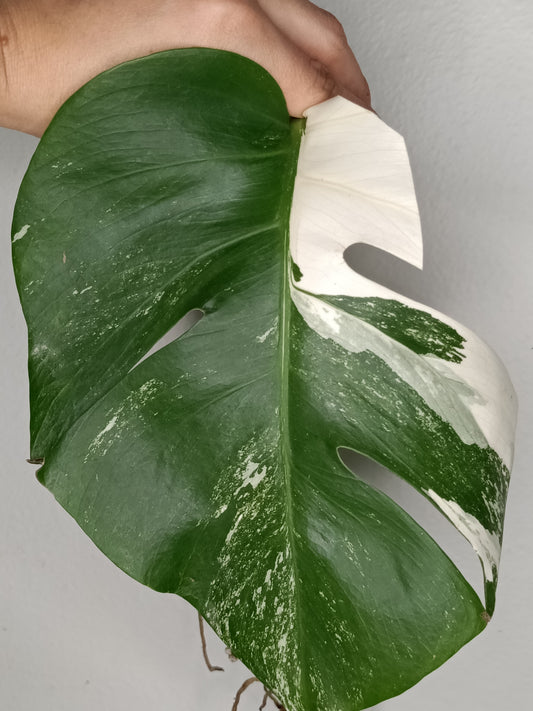 Monstera Albo Rooted Cutting -MID CUT #4