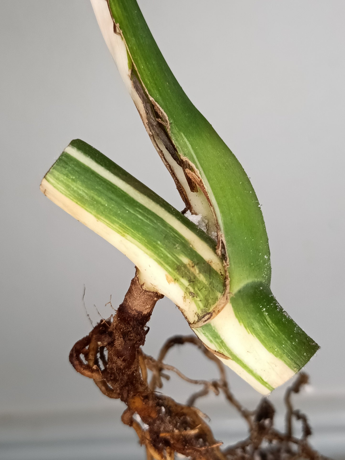 Monstera Albo Rooted Cutting -MID CUT #4