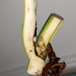 Monstera Albo Rooted Cutting -MID CUT #4