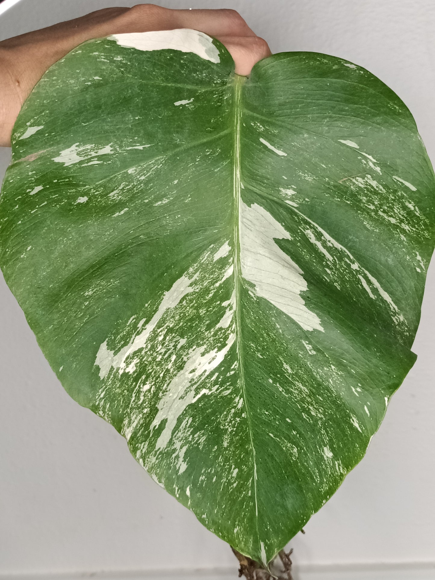 Monstera Albo Rooted Cutting -MID CUT #18