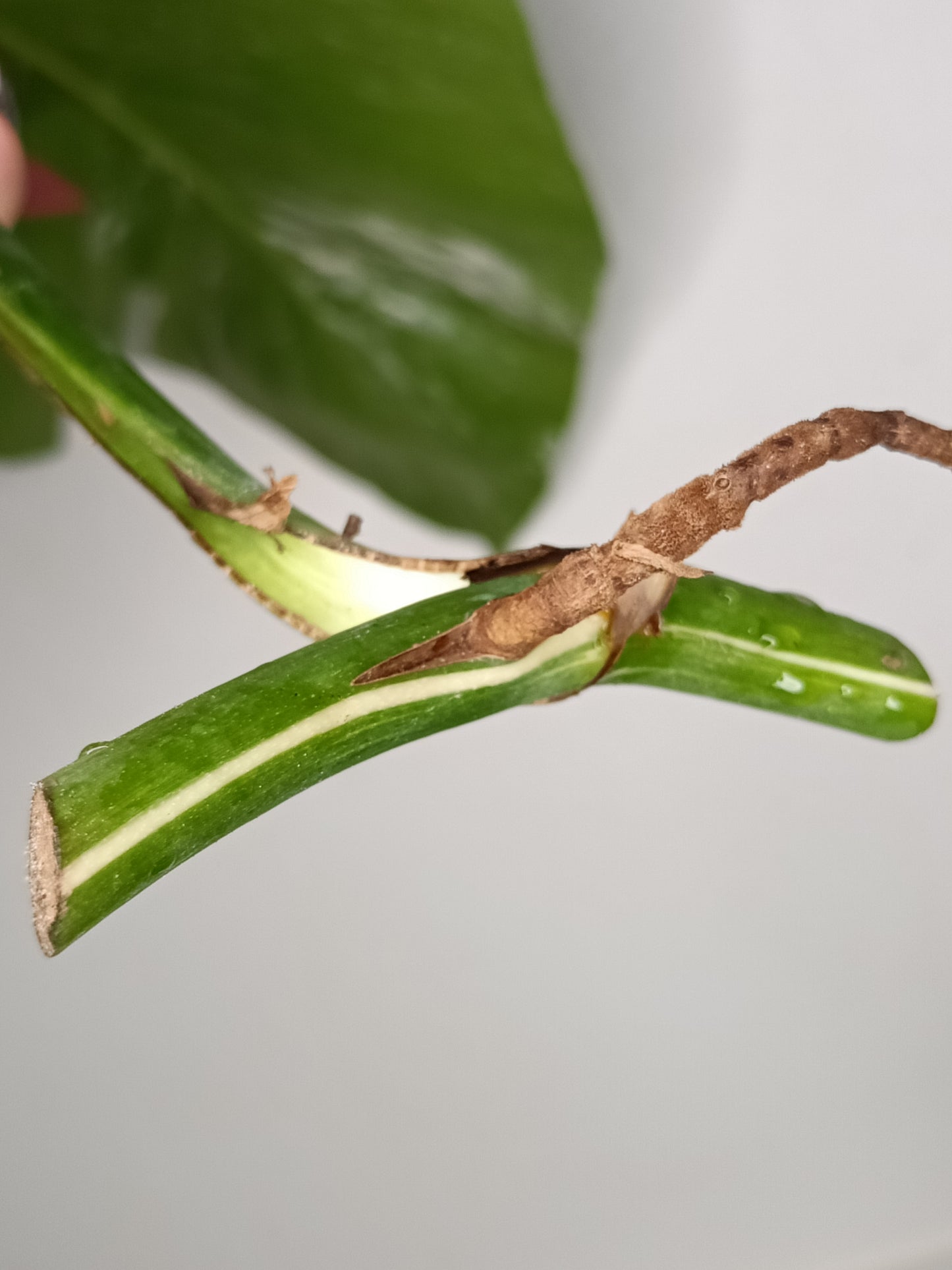 Monstera Albo Rooted Cutting -MID CUT #18