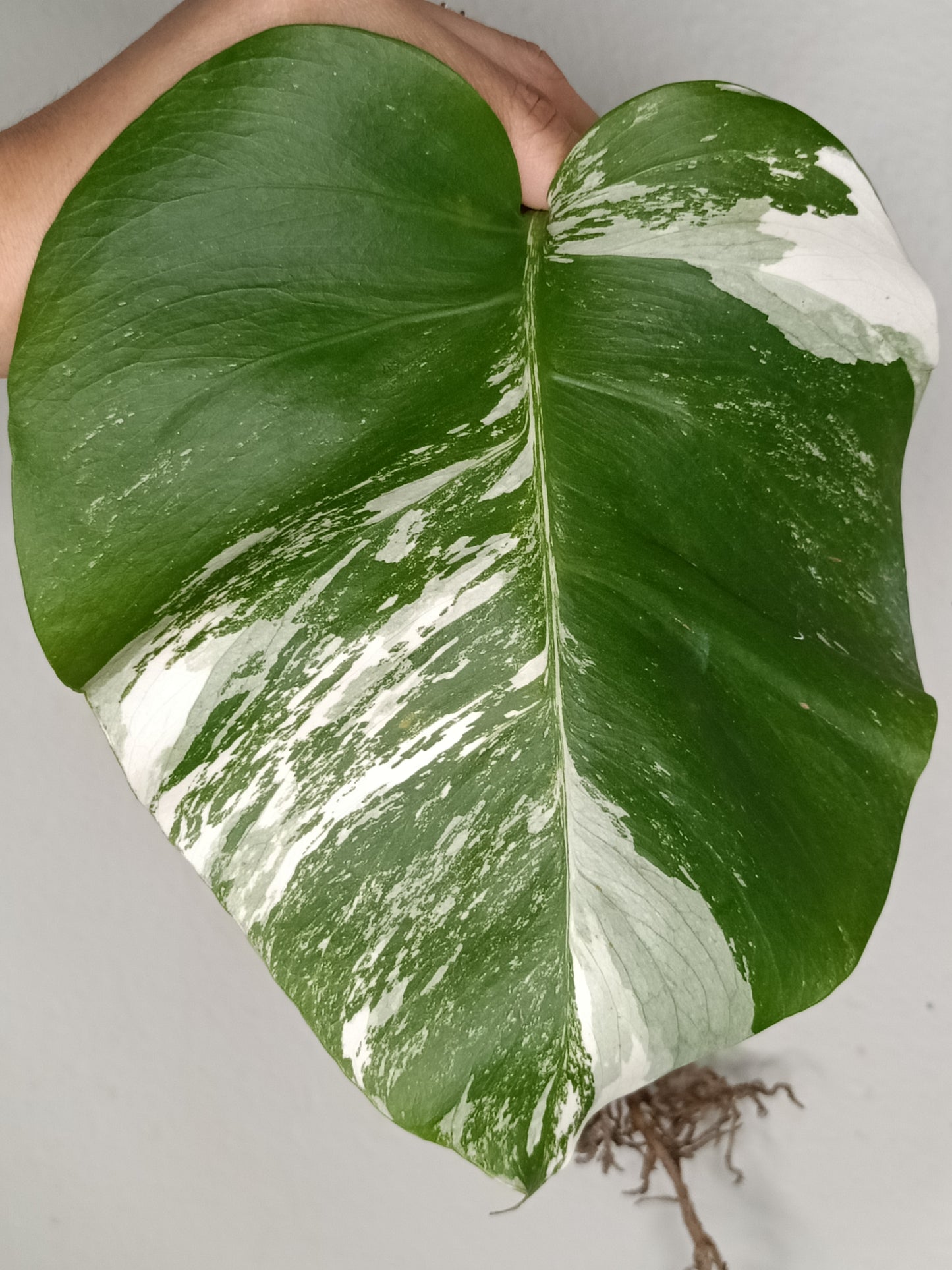 Monstera Albo Rooted Cutting -MID CUT #23