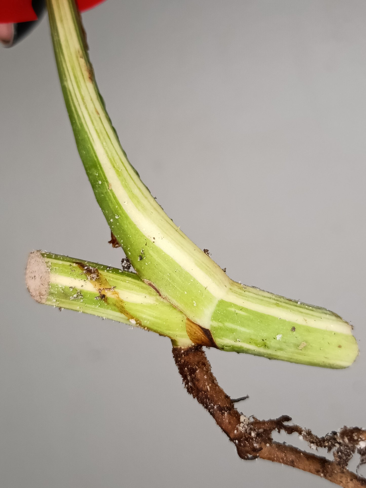 Monstera Albo Rooted Cutting -MID CUT #23