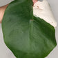 Monstera Albo Rooted Cutting -MID CUT #29